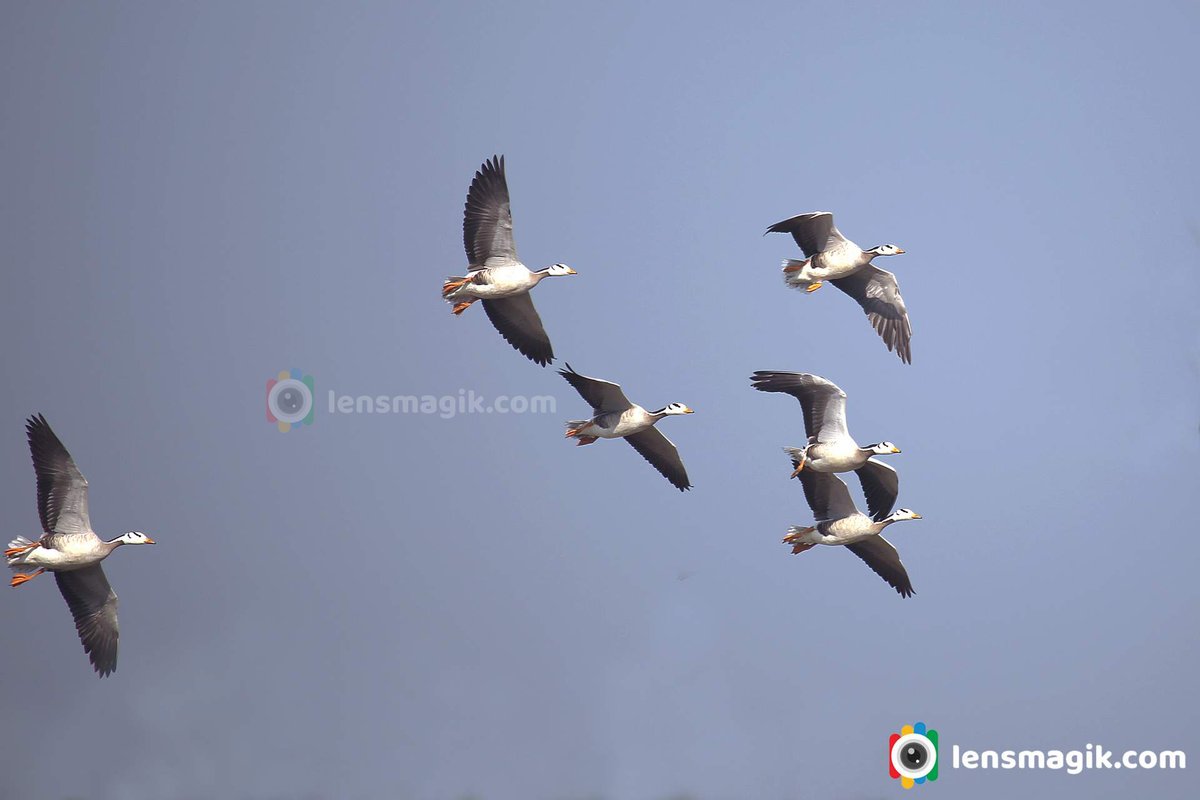 Bar Headed Goose bit.ly/3IUc3uL Birds of Gujarat #barheadedgoose #goose #geese #duck #migratorybirds #longdistanceflyingbird #rajhans #birdsofGujarat #tholbirdsanctuary #birds #birdsofIndia #wildlifephotography #BirdsOfTwitter