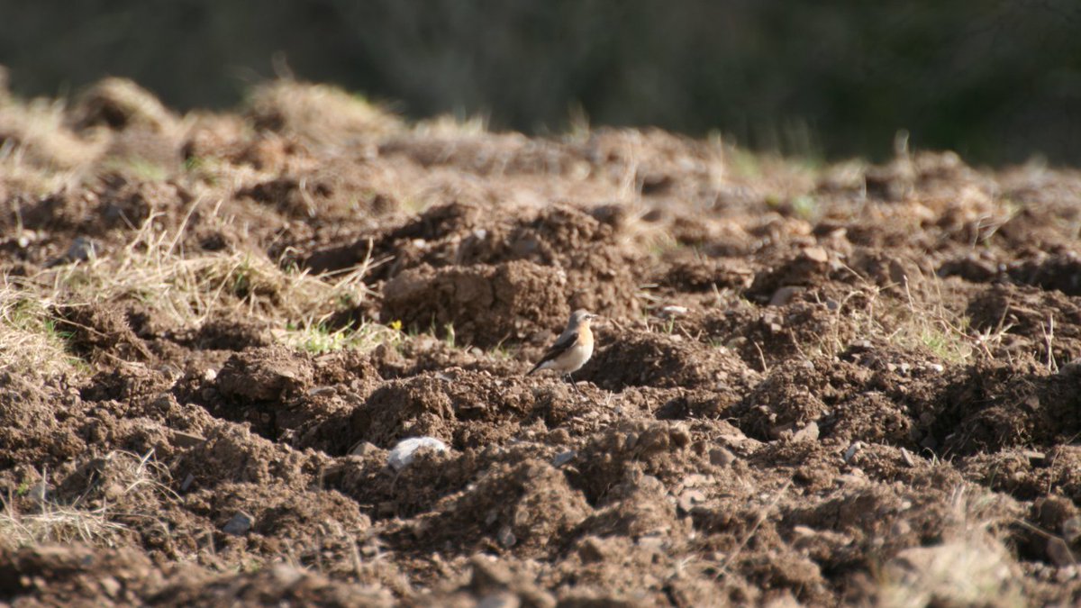 BarnOwlTrust tweet picture