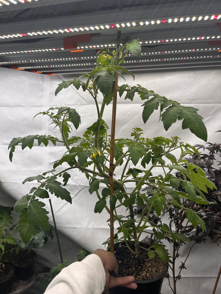 Cherry Tomatoes under the #SE7000 are already flowering. Going to be a wonderful harvest this year