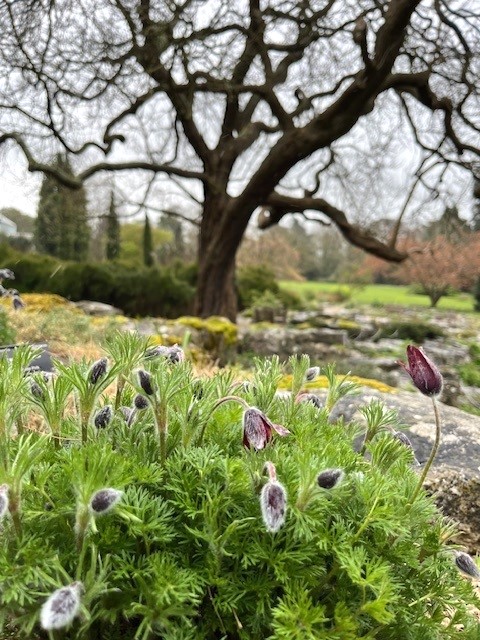 The delicate, bell-shaped flowers of the pasque flower (Pulsatilla vulgaris), named from the French word for Easter, have appeared right on queue for the Easter weekend. This British native is now quite rare in the UK, restricted to just a few chalk and limestone grasslands.