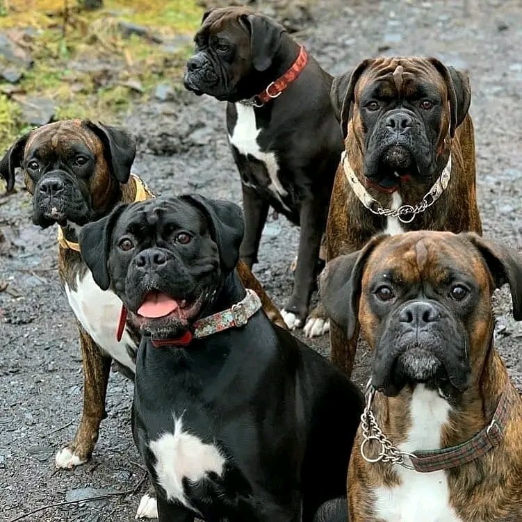 Adorable pups😊❤️❤️
.
Follow @Boxer_heave65   for more cute puppies dog photo and video
.
.
.#boxer #boxerdog #dog #boxerlove #wildlife #viralvideo #TrendingNow #FIFAWomensWorldCup2023 #intimatevideo #XTwitter