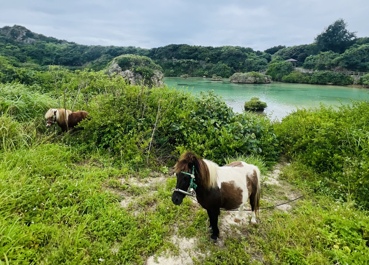 裏インギャーに馬がいた🐎
初めて見たけど、どこのコだろう？
背丈は宮古馬くらいだけど毛並みは違うような…？
誰か教えてー🥺

#インギャーマリンガーデン
#イムギャーマリンガーデン
#どっちが正しいのかも教えて🥺
#宮古馬
#DIVE宮古島
#イムギャースイート
#Renn