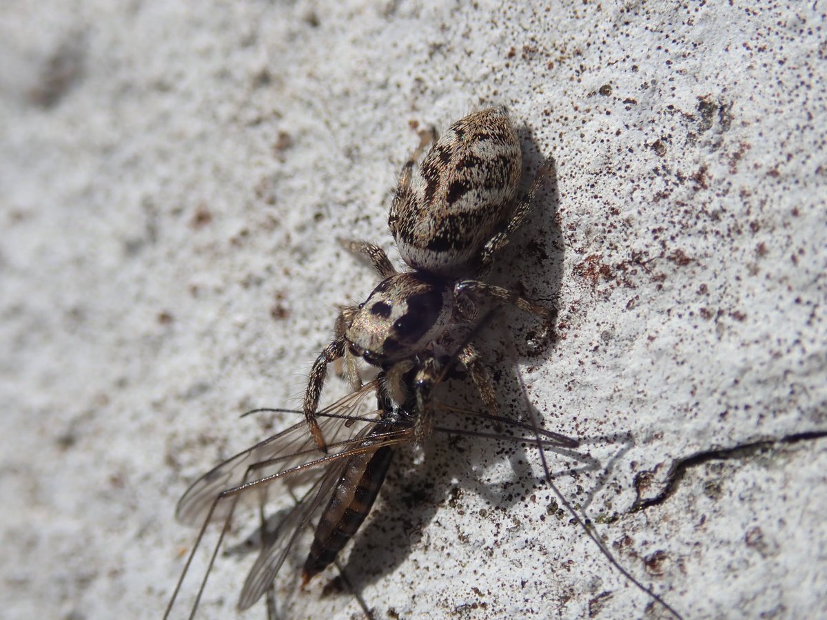 For a very brief second at the beginning of the week it felt a little like spring in Cornwall - the jumpers were all out sunning themselves. Now it seems to be back to torrential rain and hail again! @BritishSpiders @cofnod @graemelyons @chalkspring @luke_ology