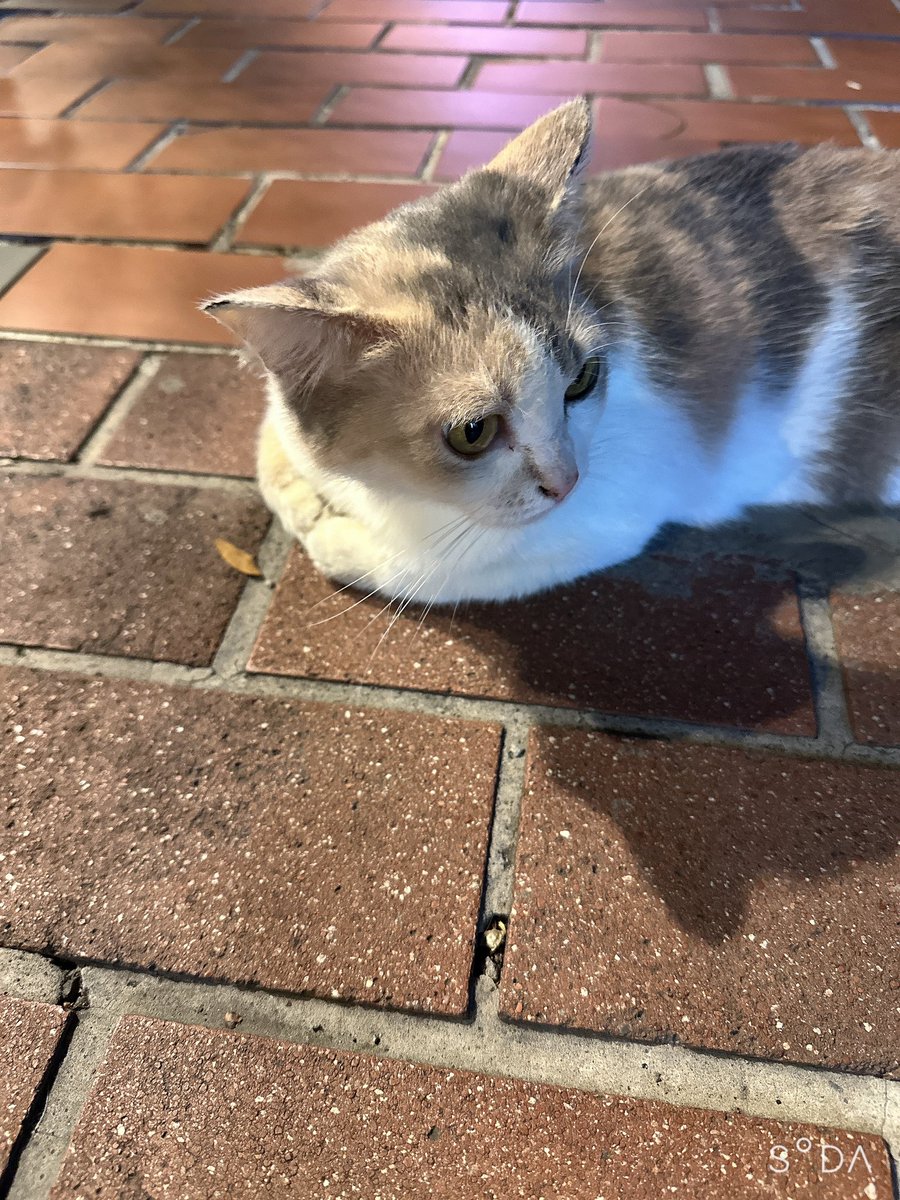 好久沒上推特了～～

現在跟男友變成戶外咖，鮮少見推友

大家還記得我吧⋯⋯☺️

給你們看今天遇到的貓貓🐈

#想跟我們一起戶外活動的也歡迎