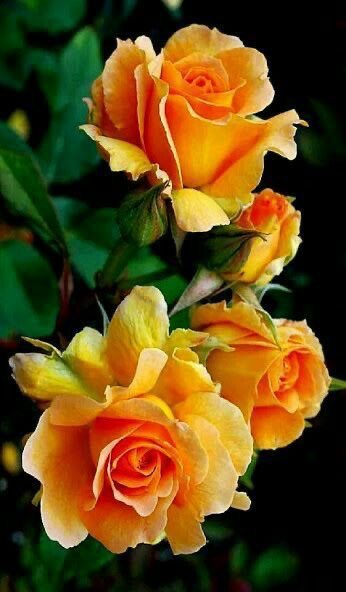 AlinaPanduru's tweet photo. @WordsbyRi_ I missed your birthday, and yet, I am grateful for your existence.

Belated Happy Birthday greetings to you, sweet Ri.
May the Beauty of your body, mind, heart and spirit continue to enchant our world. Forever.
You are Loved. 🧡🧡🧡 https://t.co/IwiXqGnBbW
