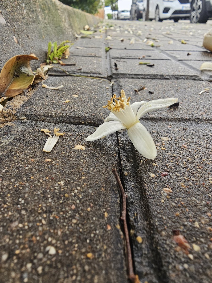 devalverdees's tweet image. Semana Santa