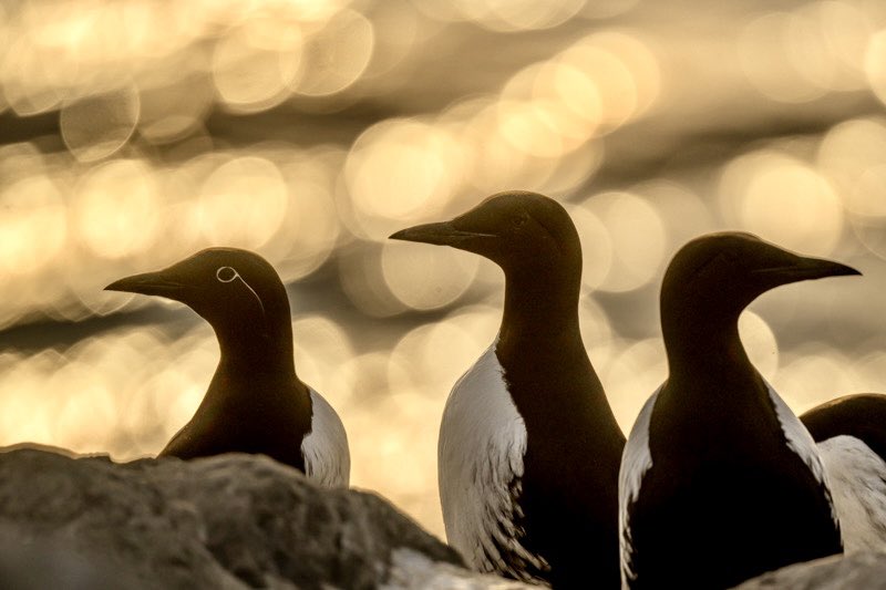 Hornøya Guillemots at sunset.