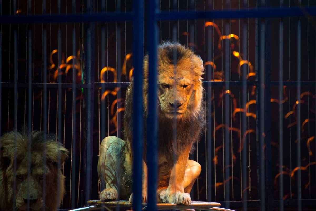 40 ans en captivité, 90 en liberté... Nous leur volons leur vie pour nous amuser d'eux ! Que la mort d'Inouk ouvre les yeux aux derniers récalcitrants : les animaux n'ont leur place ni dans les zoos, ni au cirque. Leur intérêt à vivre dépasse notre intérêt à nous divertir.