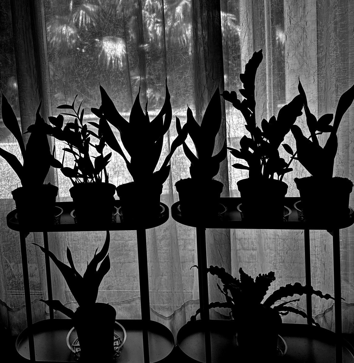 Indoor plants are crucial to quality air #peacelily #zzplant