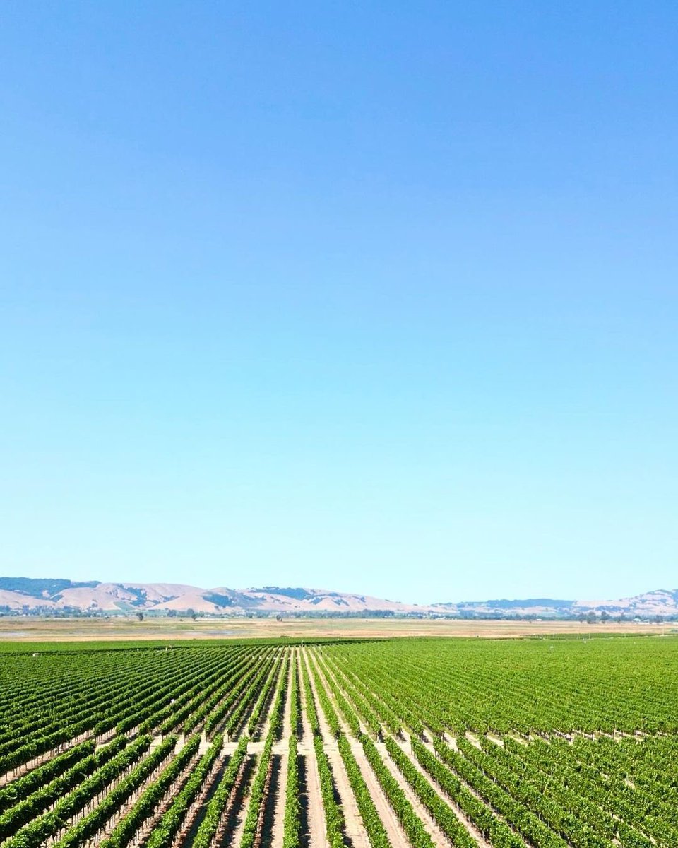 Which one is your favorite 1, 2 or 3?! 😀 P.S. Took this pic at the Carneros Region of Sonoma County. 🍇🍷✈️ Pic by @WineDesTnations