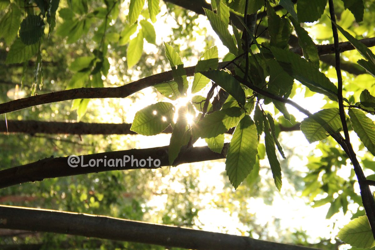 #foret #forêt #forest #wood #feuille #leaf #branche #branch #photo #appareilphoto #camera #reflex #dslr #sansretouche #pasderetouche #noretouching #nopostproduction