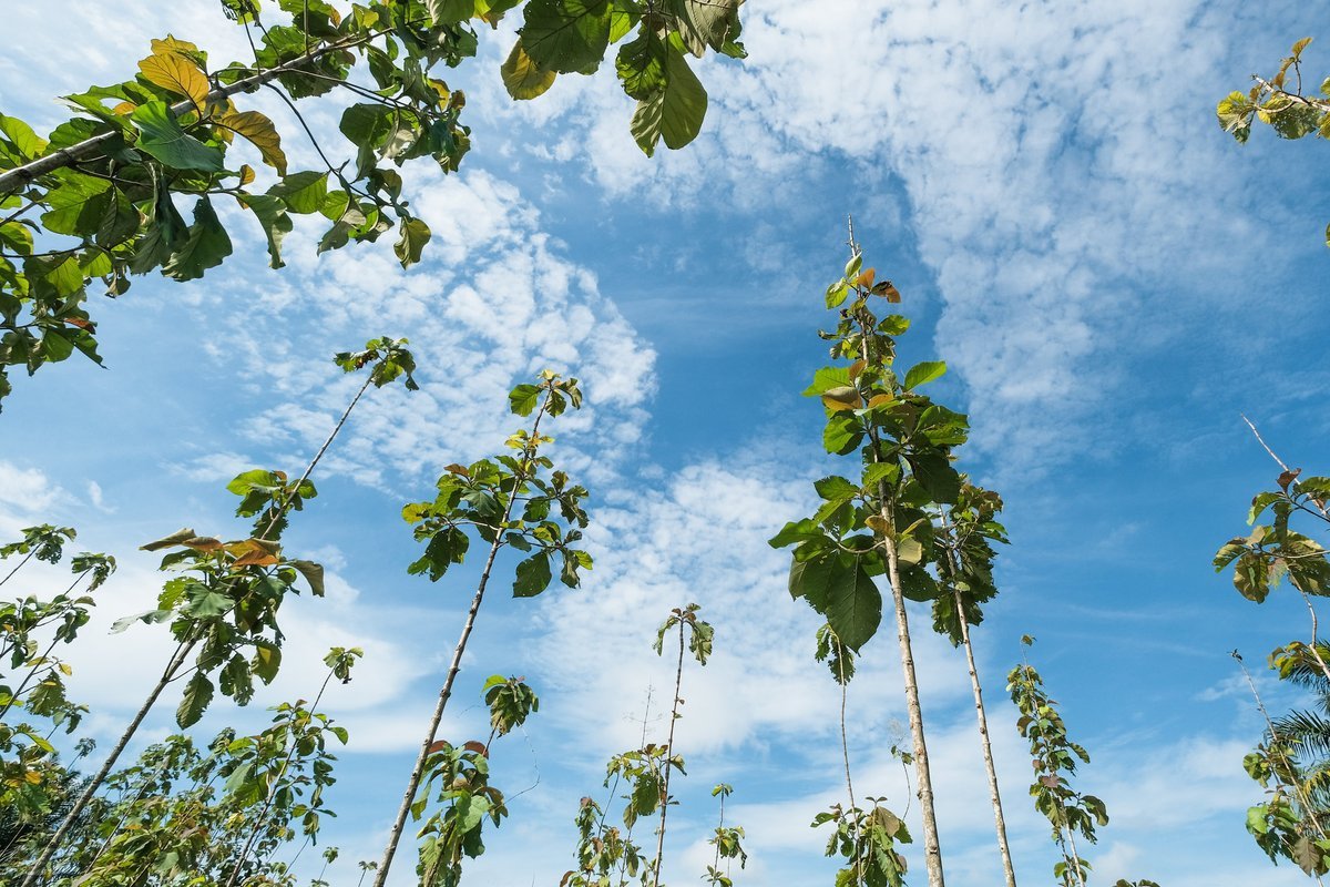 UNBiodiversity's tweet photo. 🌳🍃The Trees on Farms (TonF) project is aimed at building awareness of the role trees on farms can play in biodiversity #conservation.
Learn more about work with governments, local communities, and other stakeholders to achieve this goal.
👉https://t.co/zsRMlQIOKR
@CIFOR_ICRAF https://t.co/n4fVkC4Fya