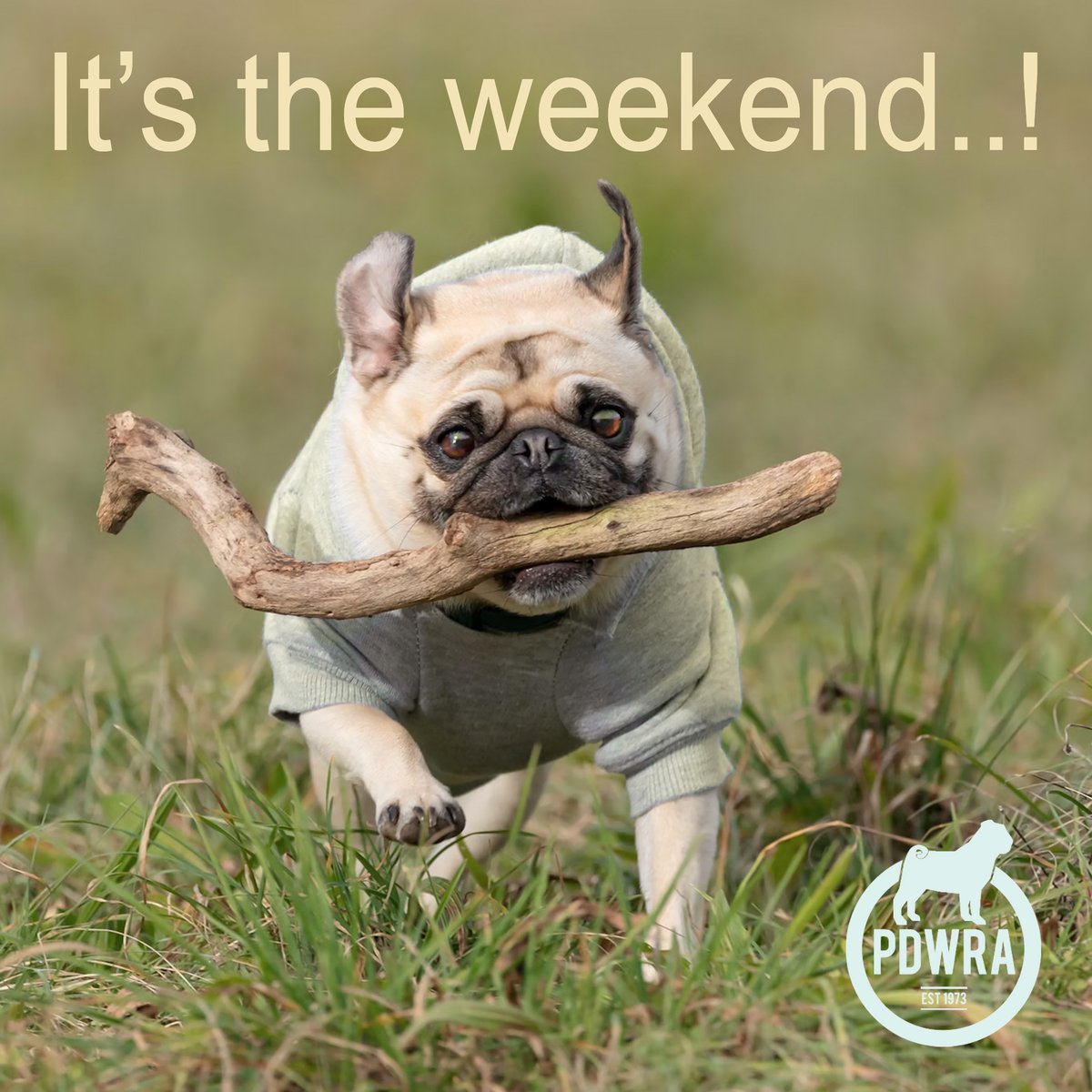 Wishing all of our supporters a wonderful long weekend, we hope you and your pugs have a lovely break!
ecs.page.link/shjGW
#pdwra #pugcharity #pugwelfare #friendsofwelfare #easter #pug
