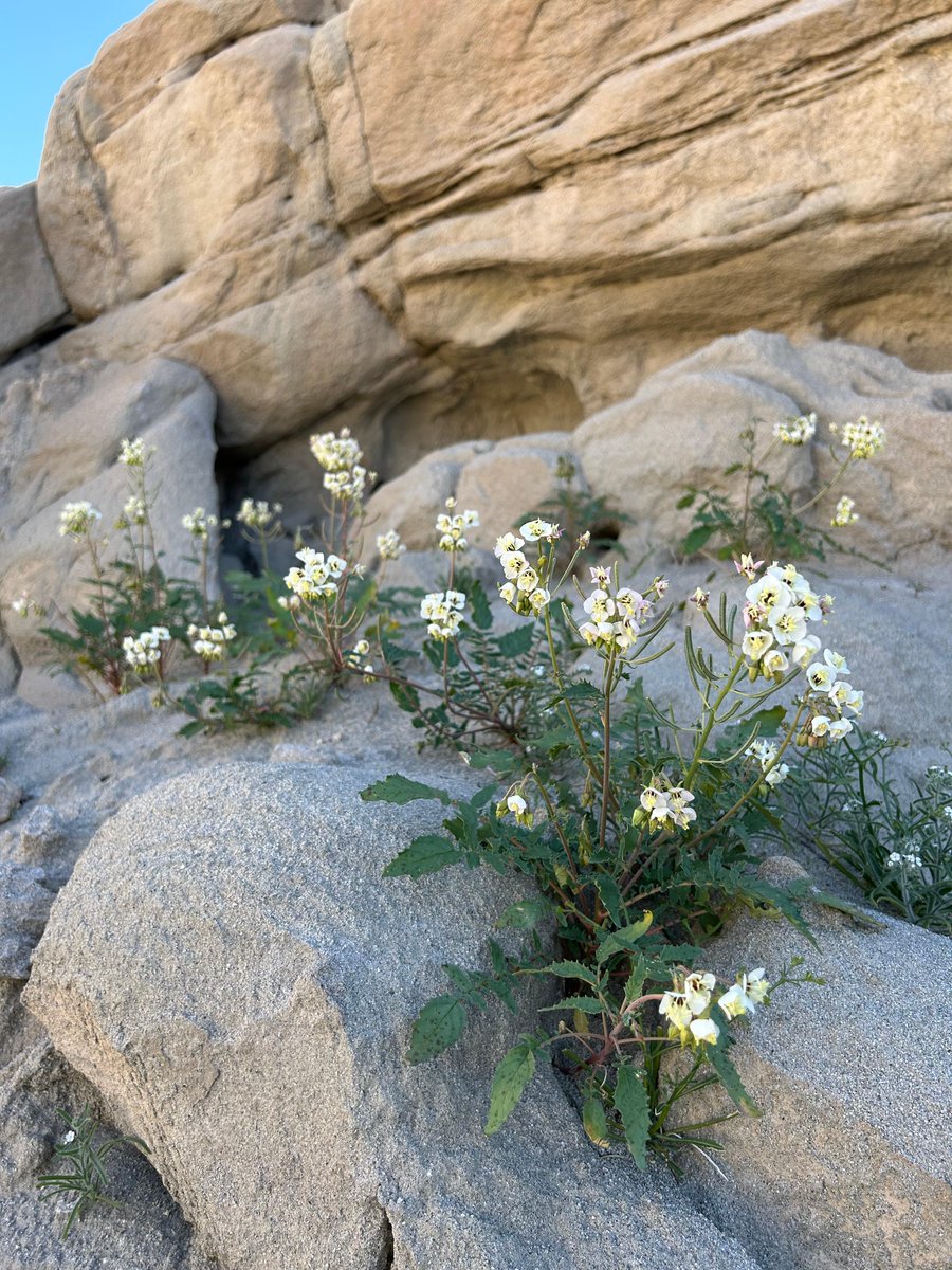 🚶‍♀️Plan to hike this spring break? The East Indio Badlands Trail is a must-visit along the San Andreas Fault line. Experience slot canyons, unique rock formations & wildflowers. Dedicated volunteers built the trail in 2020 for visitors to enjoy, with the help of partners like BLM.