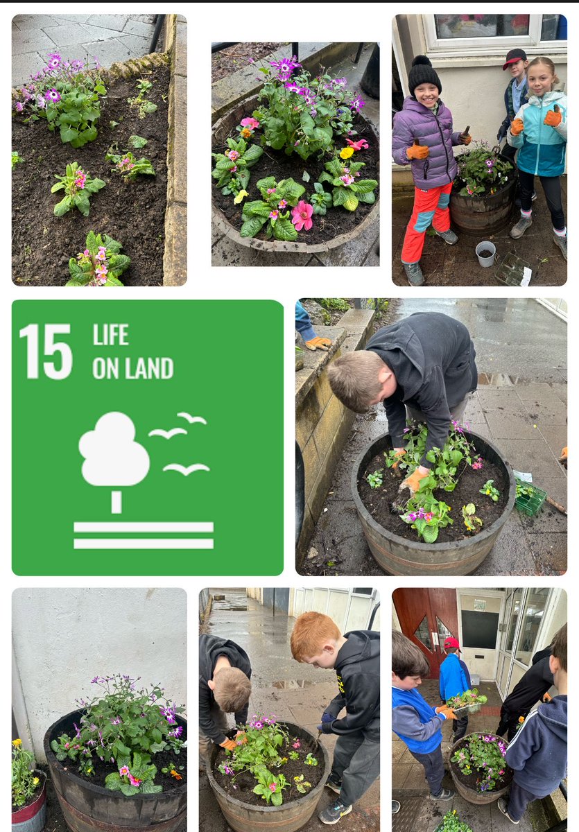 We have been planting more flowers for pollinators. Thanks to Tesco Dunblane for donating these flowers #SDG15