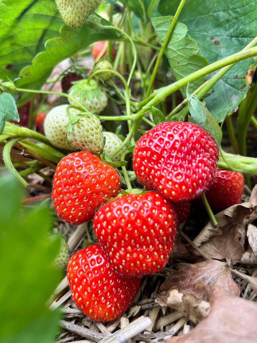 Wishing you all a safe and happy long weekend from all of us here at Robintide Farms 🍓🐰🐣 With each passing week we get that much closer to strawberry season. Keep an eye on our page for updates and more! #RobintideFarms