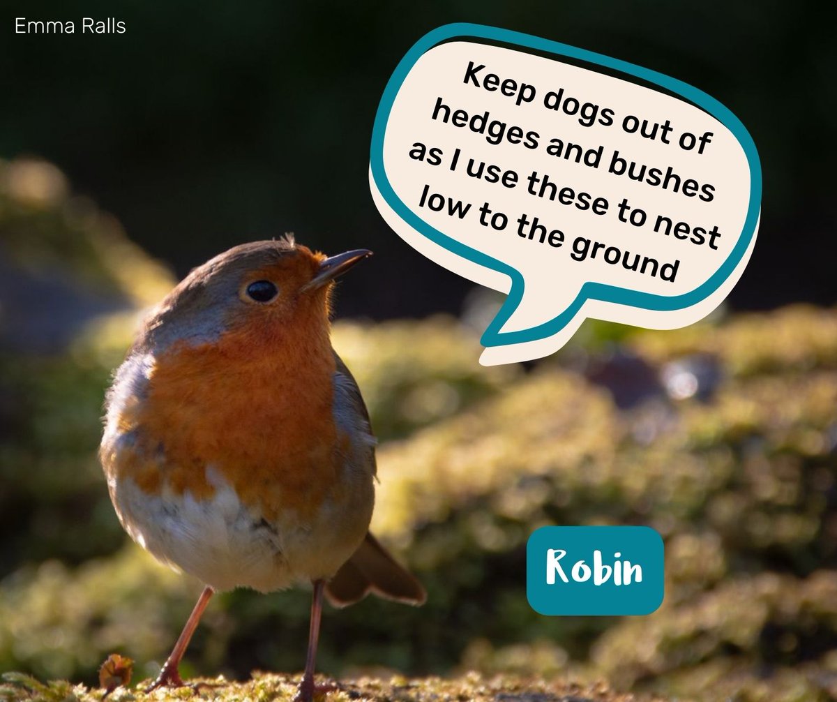Heading out walking over Easter? 🐣 By sticking to paths & keeping dogs on a lead, you can help these birds raise their families. Many species nest on the ground so can be easily disturbed by people & dogs, meaning eggs/chicks might not survive. 💔 Thank you for helping them.