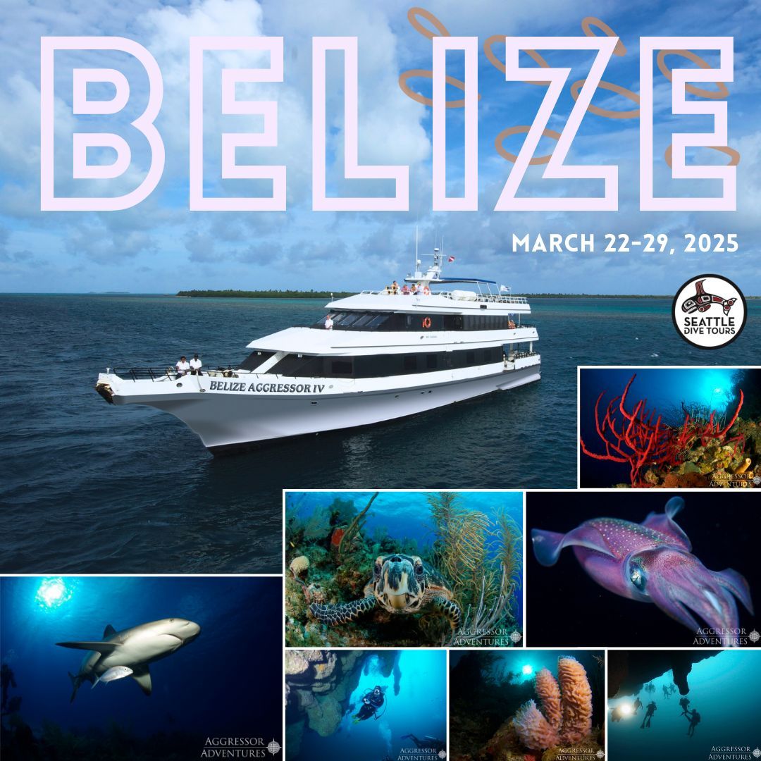 NEW TRIP ANNOUNCEMENT! 

We have the perfect trip planned for you to escape the cold! By the time next March rolls around, you'll be more than ready for sunshine and warm water. 

BELIZE LIVEABOARD
March 22-29, 2025 

Head to the link in our bio to sign up. Let's go diving!