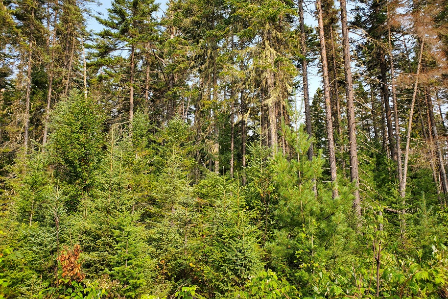 'Beyond the “Illusion of Preservation”' highlights how New England can expand #forest protections & sustainably meet wood product needs. Co-authored by Conservation Science Partners, @uvmvermont, @HarvardForest, @UMassAmherst, & @BrandeisU. ow.ly/IaaB50R4x16 @wwfc_conserve