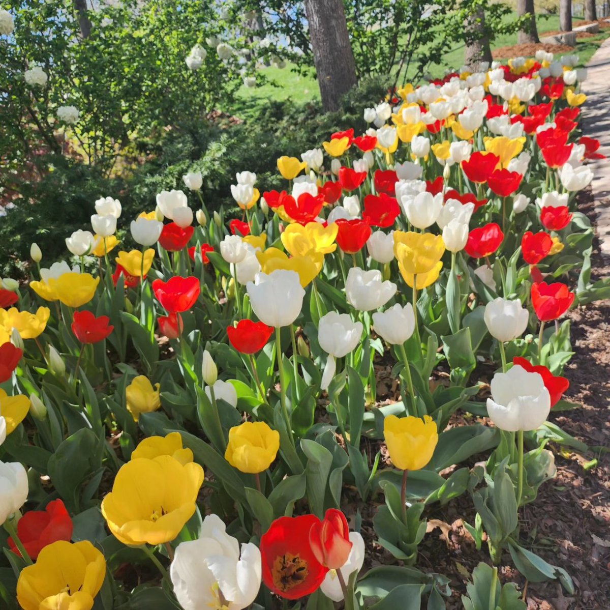 🔴🟡⚪️🌷I don't know ... There are so many great color combinations of tulips this year, but I have to say this mix of red, yellow, and white is STUNNING! #myriadblooms #tulips #tulipfestokc
