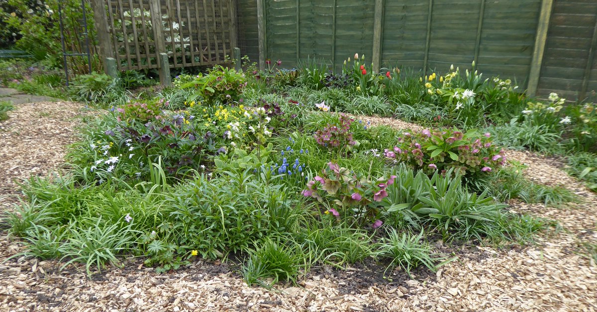 @MartynWilson11 What's flowering early for you? This lot at #DevoniaGarden