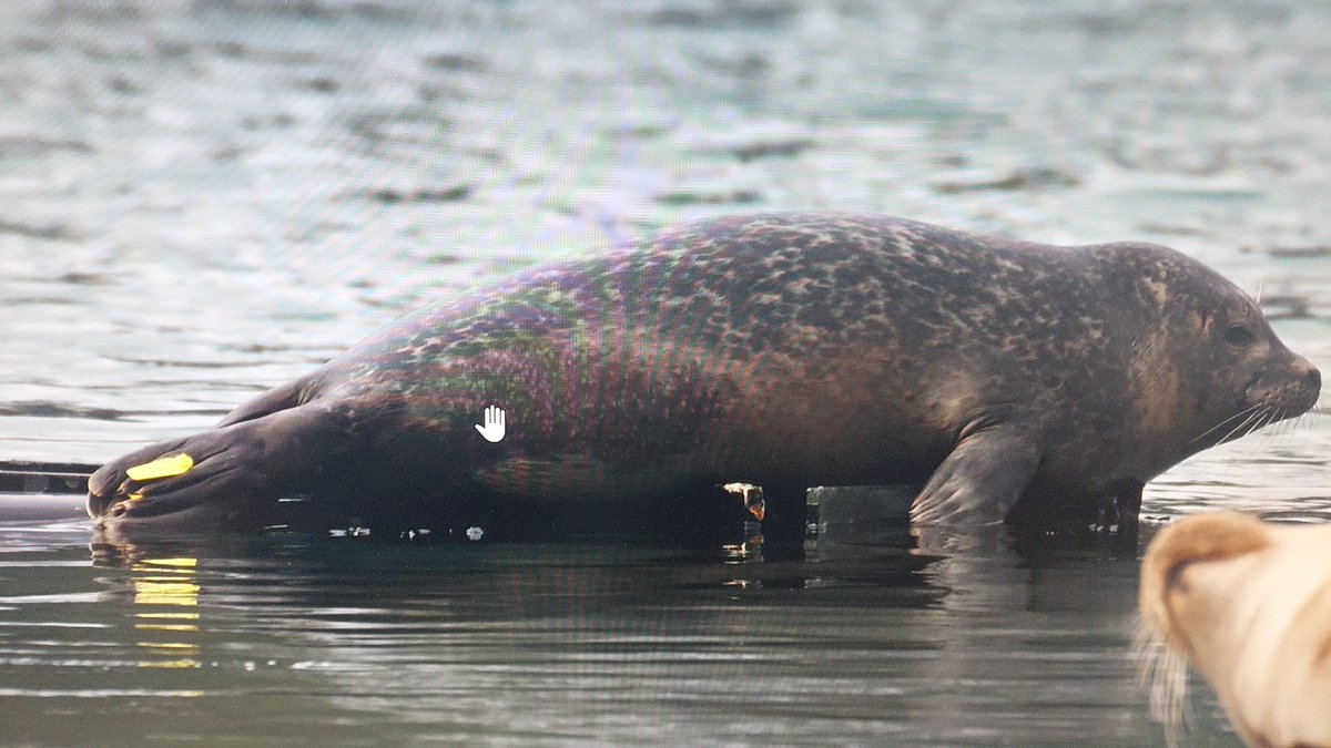 Eggciting news!!! Gnome, one of our seal pups. has been spotted near Dartmouth, not too far from his release site. Gnome spent many months in care at Stapeley last year, before being transferred to @RSPCAWestHatch and then released weeks later - Dec '23 @BDMLR @RSPCA_official