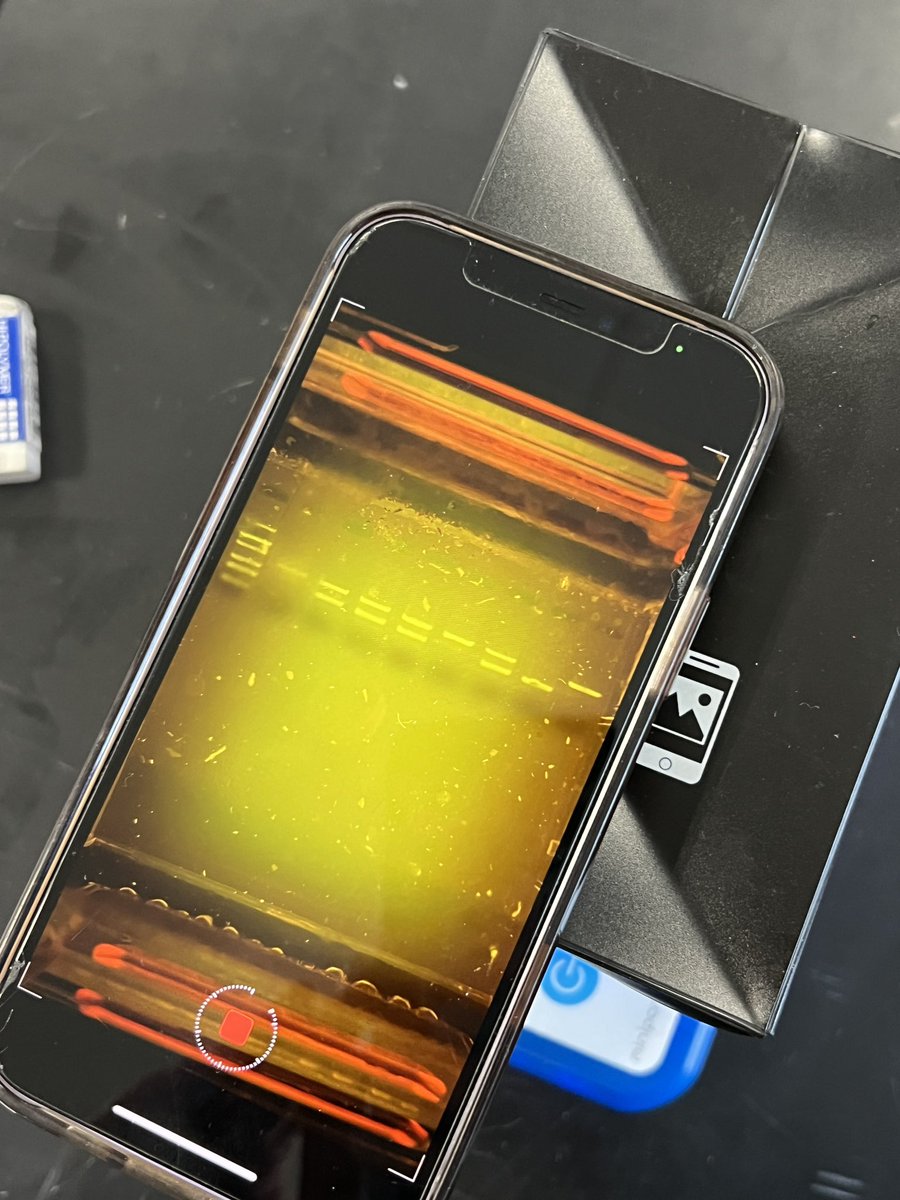9th grade biologists in action: Using miniPCR blue gel electrophoresis to analyze labradoodle DNA. From this investigation, they’ll be able to determine which of the puppies have dominant traits and which have recessive. How cool is that?! Thanks @CSF_Chappaqua! #WeAreChappaqua