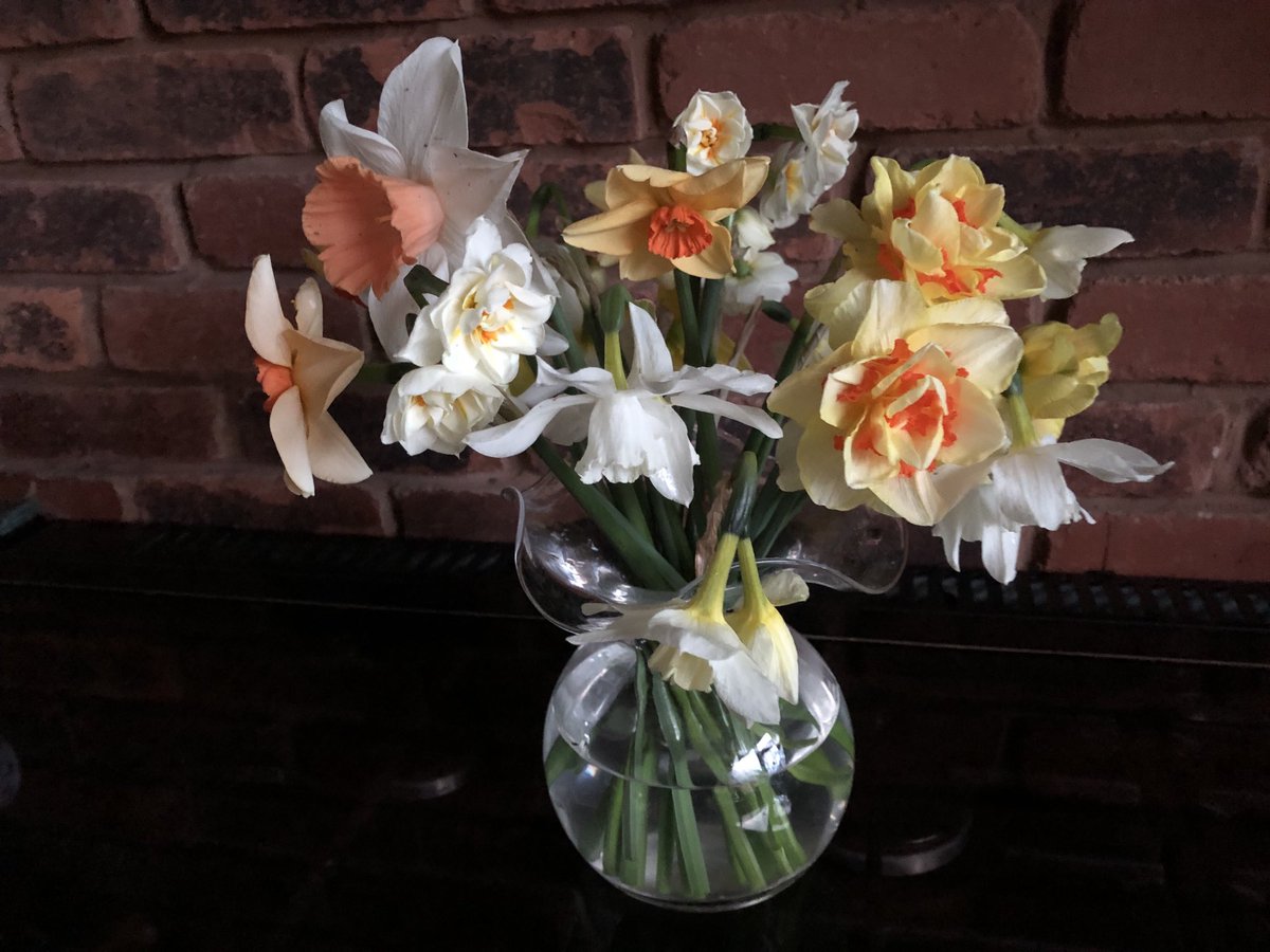 The poor daffodils have taken a real battering this year, so I’m bringing them inside to enjoy, #jonestherose #daffodils