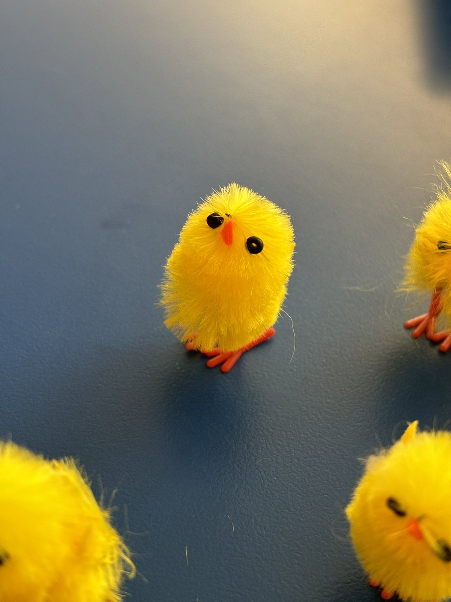 Tesla Filice (@misstfilice) on Twitter photo Who knew a tiny chick would be a hit! It’s the little things. Happy Easter! 🐥 <a href="/avenue_lake/">Lake Avenue Public School</a> Who knew a tiny chick would be a hit! It’s the little things. Happy Easter! 🐥 <a href="/avenue_lake/">Lake Avenue Public School</a>
