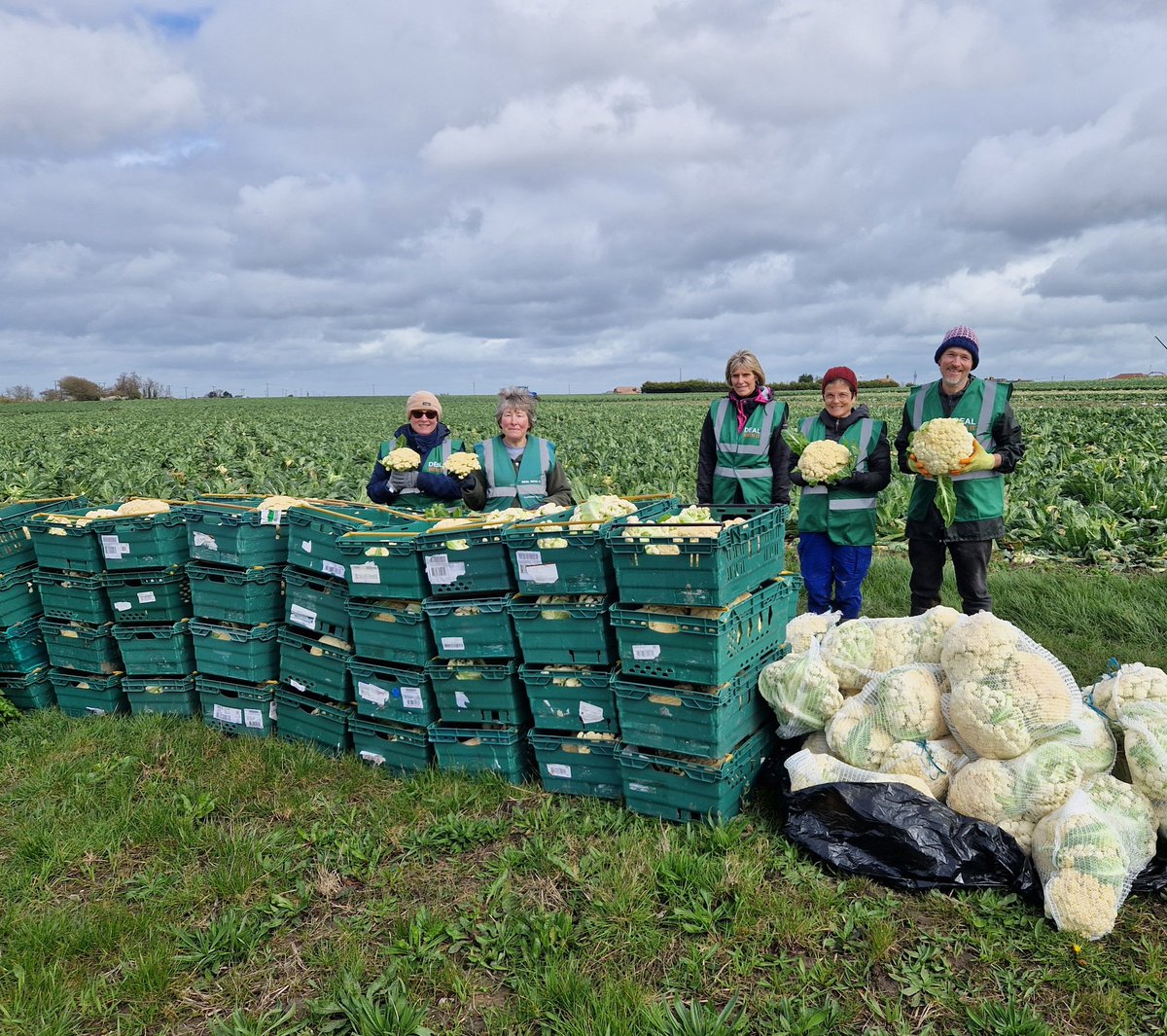 Thank you to our volunteers- Julie, Lucy, Elaine, Renate, Richard & Steve - on today's cauliflower glean in Haine... nearly a ton collected today and carried out on the muddy field. Well done all. #gleaning #WeAreGleaners for @FareShareKent and local food charities. @SocEntKent