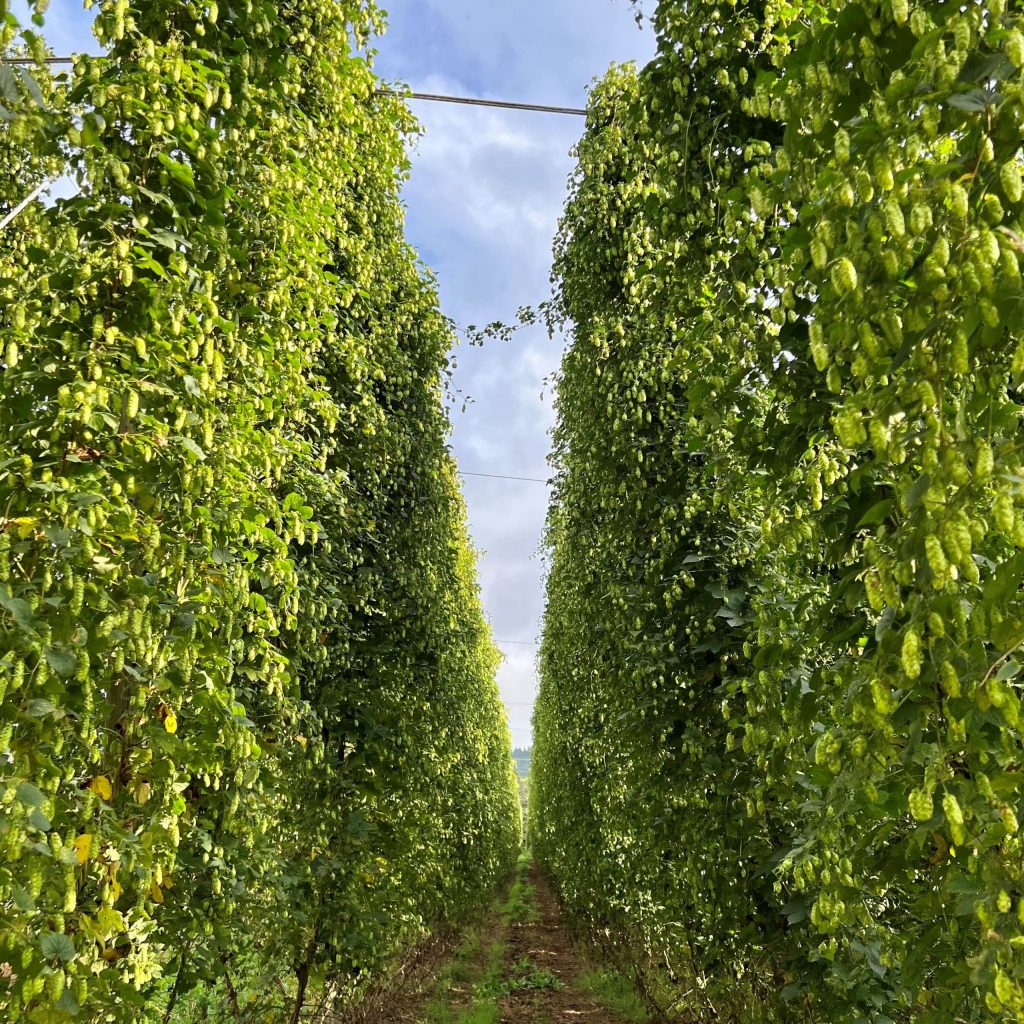 cronachedibirra's tweet image. Nel trionfo di nuovi #luppoli aromatici ci sono due varietà molto interessanti per motivi diversi: uno è il #Nectaron, lanciato nel 2020; l'altro è il CF302, ancora in fase sperimentale. Ne parliamo oggi su Cronache di Birra.

cronachedibirra.it/cultura-birrar…