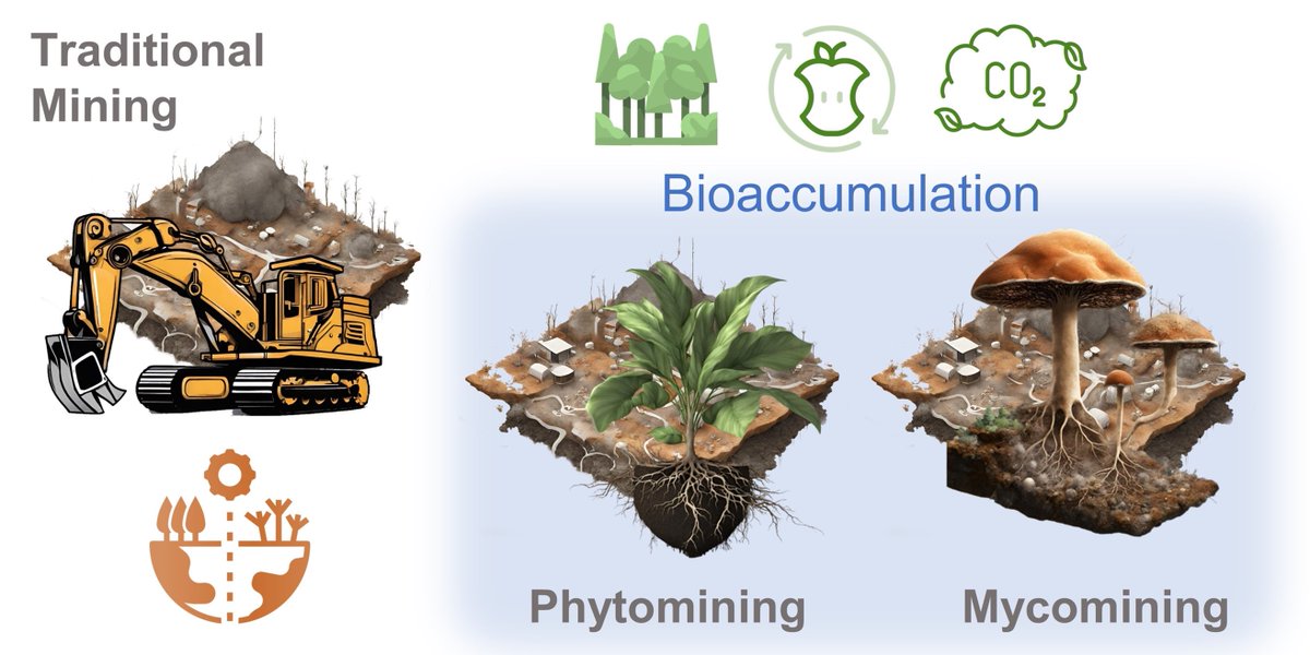 Our latest #OpenAccess article in #RSCSustainability by Mitchell P. Jones and Alexander Bismarck is online! Read about 'Mycomining: perspective on fungi as scavengers of scattered metal, mineral, and rare earth element resources' here: doi.org/10.1039/D3SU00…