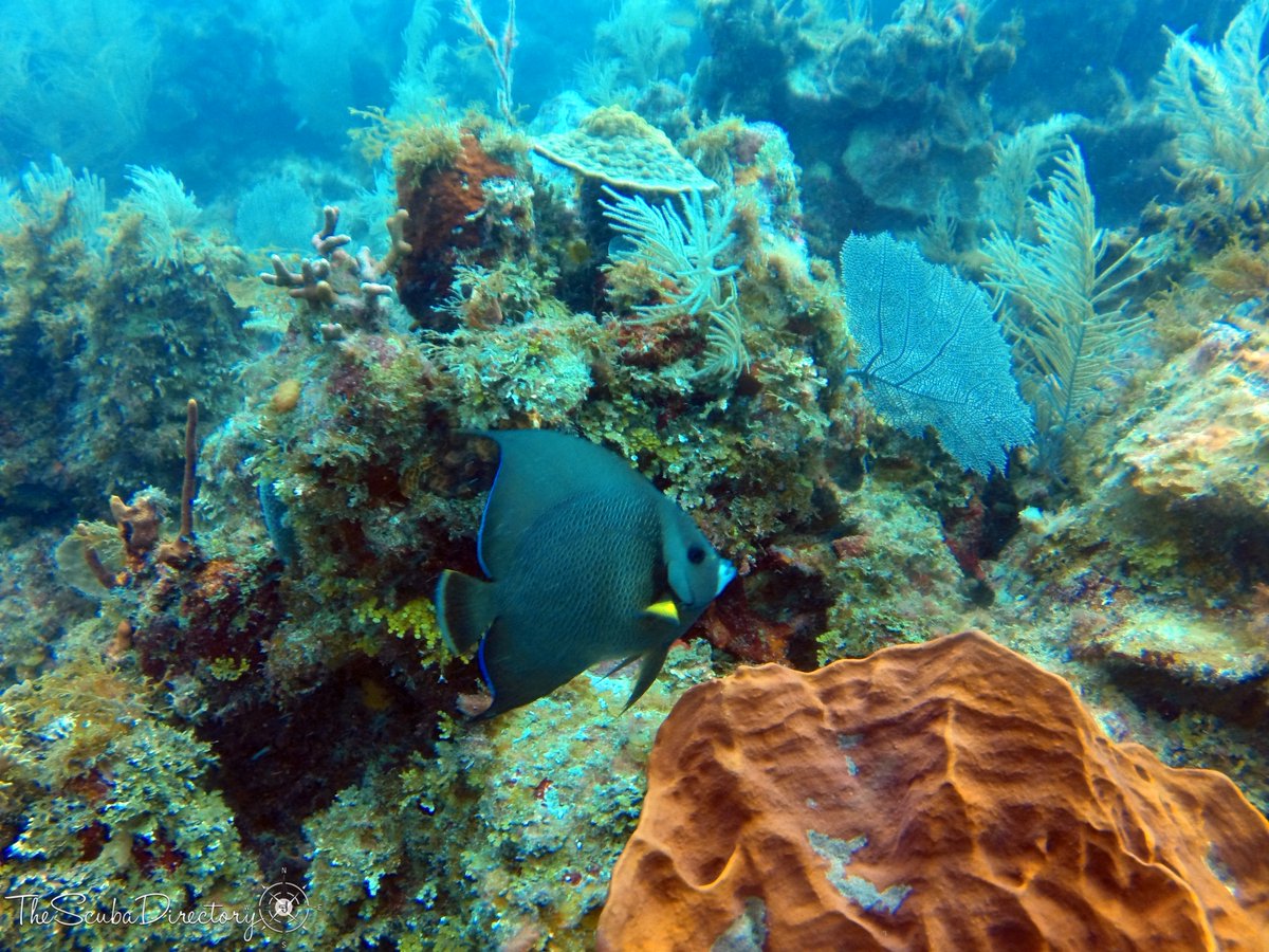 🐠 Dive Site: Otto's Rock 📍 Big Corn Island, Nicaragua 📸 TSD user ‘TopGun’ 👉thescubadirectory.com/divesiteprofil… #BigCornIsland #Nicaragua #GoPro #coral #reef #ScubaDivingMag #PADI #paditv #scubadivelife #scubadive #scubadiving #divelife #scuba #dive #diving #divetrip #divetravel