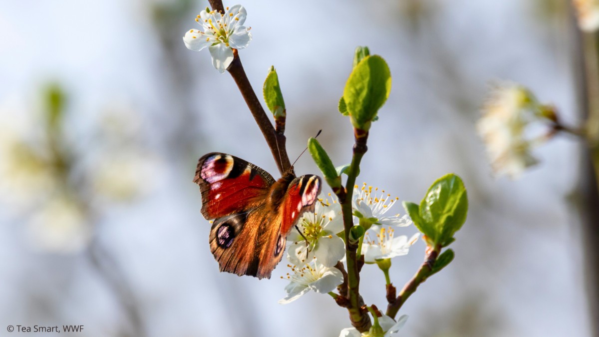 Spring has sprung! Increased light and warmth welcome unfurling leaves, budding flora & busy wildlife. 🌷🦋 Ready to help bring our world back to life? Try our family-friendly spring activities over the holidays & help nature thrive in your local area: brnw.ch/21wIjfq