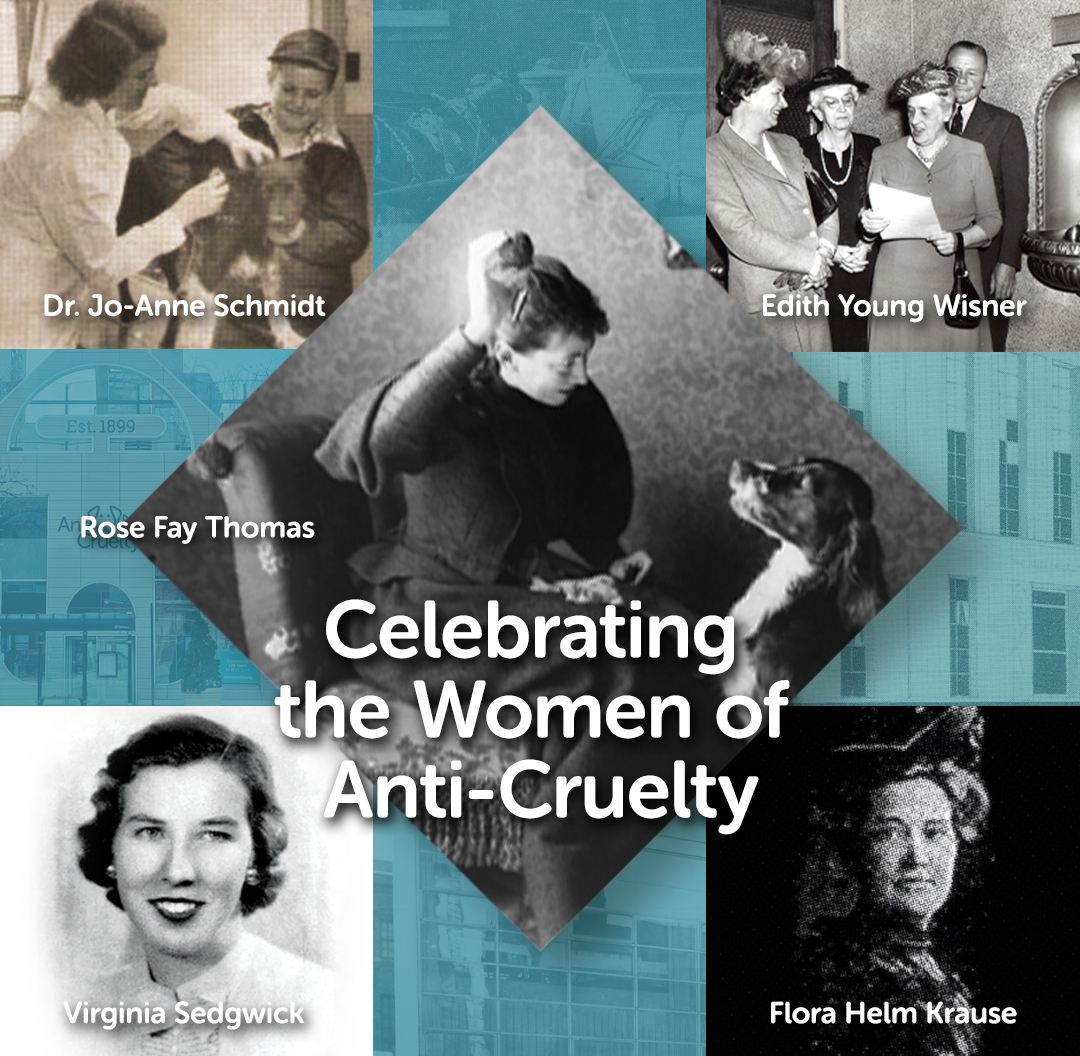 As we near the end of Women's History Month, we wanted to take a moment to highlight a handful of the pioneering women who made a tremendous impact on Anti-Cruelty and the lives of countless animals. Read more about these visionaries at anticruelty.org/women.