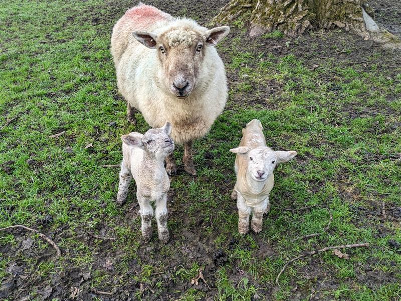 LVS Hassocks wishes everyone a wonderful Easter break. We look forward to welcoming pupils and teachers back to school next month... and so do our new baby lambs! ❤️🐑