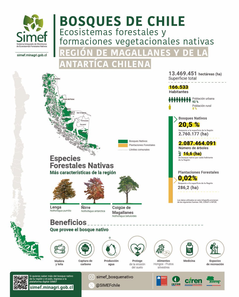 InfografíaSIMEF 

➡️ En esta infografía te presentamos algunas cifras del bosque nativo de la Región de Magallanes:

✅ 20,5 % de bosque nativo

✅ 0,02 % de plantaciones forestales