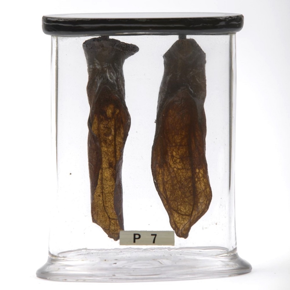 Specimen in focus 🔍 These rabbit ears were part of an experiment carried out by John Hunter in 1777 to see how freezing affected living tissue. He hoped to discover if life could be extended through cryonics, freezing a living animal to bring it back to life in the future