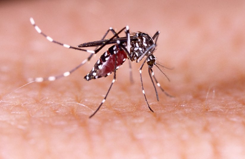 nperezbalino's tweet photo. La Fumigación no es una estrategia para combatir el DENGUE. SIN EMBARGO  ante este Brote, con las intensas lluvias con incremento  de mosquitos adultos y pacientes infectados , la FUMIGACIÓN (continua programada),voltea  el mosquito adulto y disminuye la probabilidad  de contagio https://t.co/vwKAU4HKWg