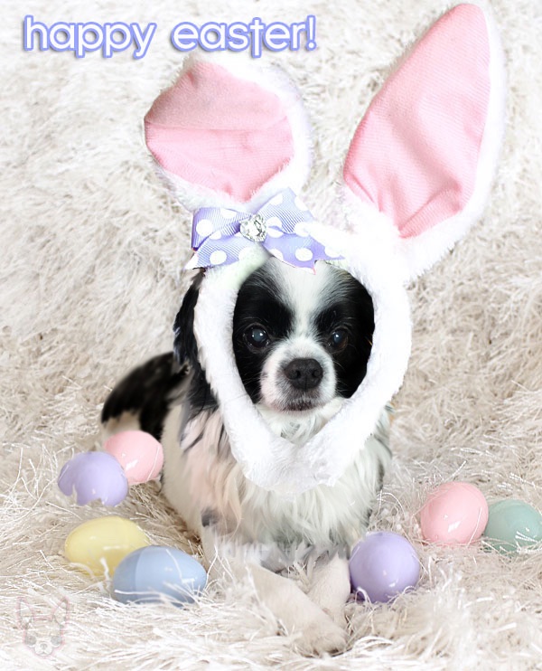 Happy Easter from Oliver 🌈!!! #throwbackThursday #DogofTwitter