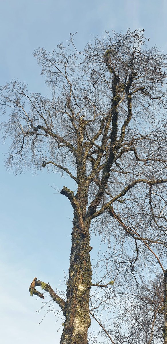 Wildcats are excellent climbers and often climb the tall trees in our off-show conservation breeding for release centre at @HighlandWPark 🌲🌳 Can you spot the wildcat in this photo?