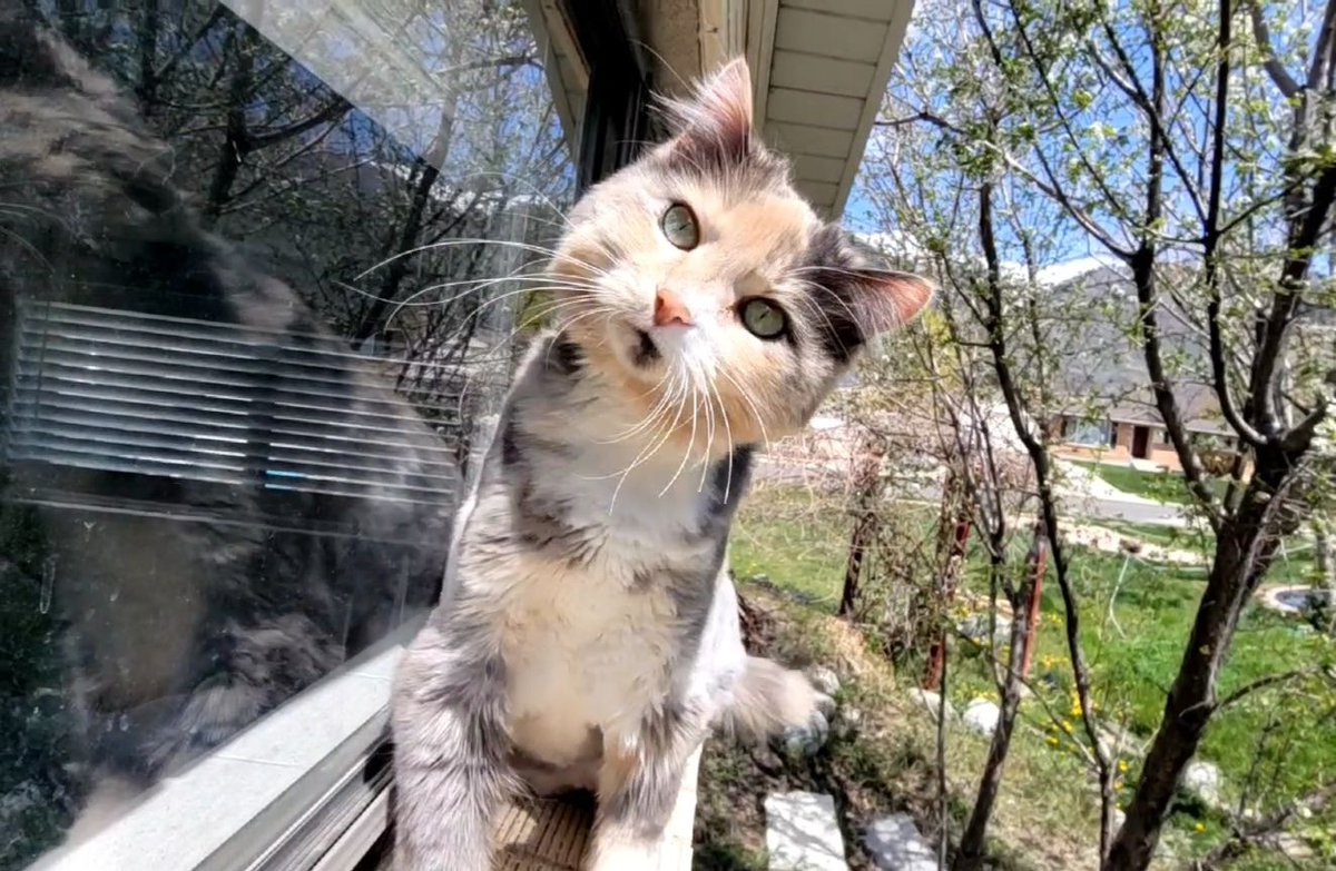 1stop_cats's tweet photo. Hi there, I'm Ninny !

@1stop_cats

#supermodelcats #purr #meow #catlover #catoftheday #kittenlove #kittenoftheda #kittensoftheworld https://t.co/8I1f2NBeKG