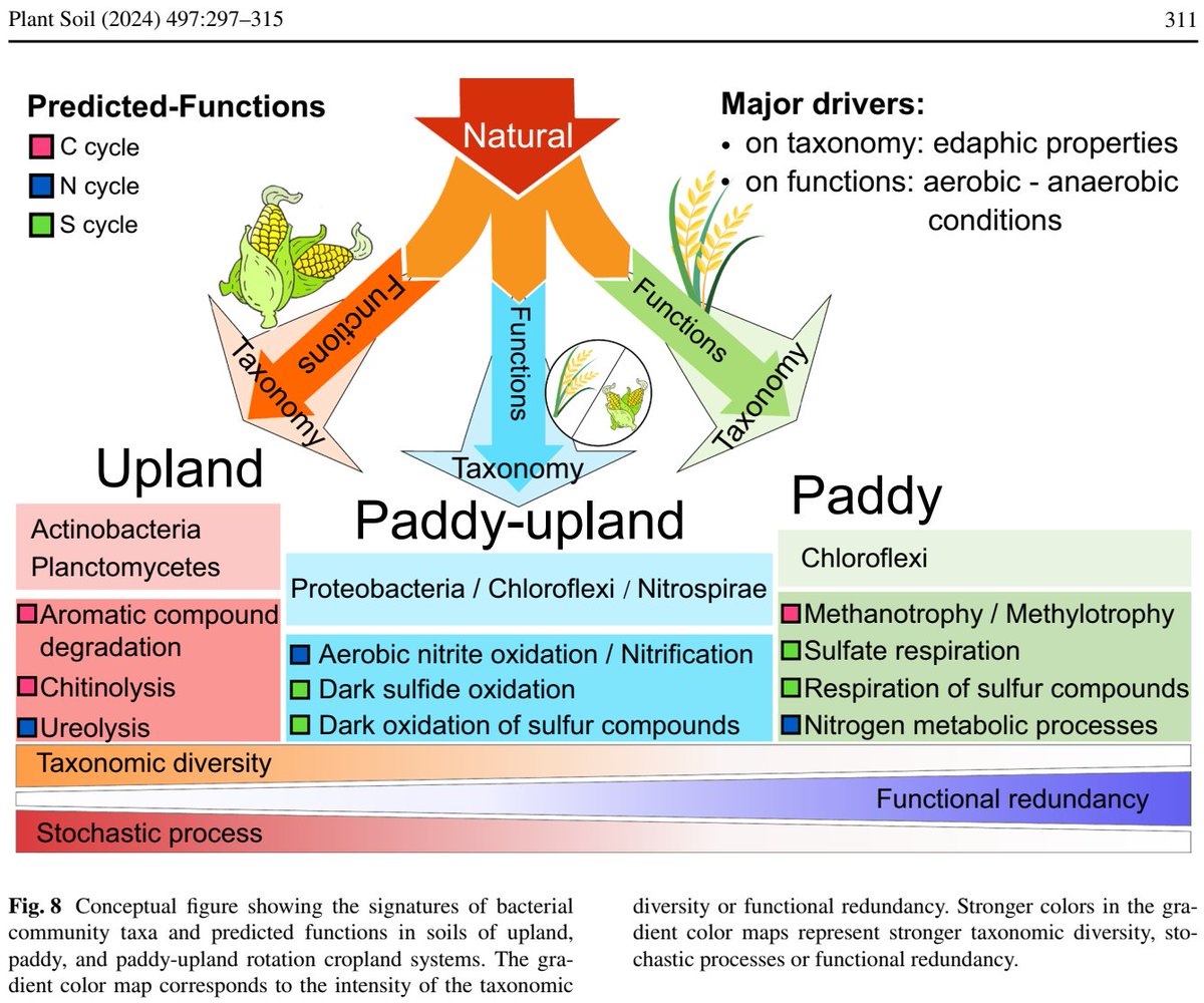 💥FUNDAMENTALS ->
Bacterial communities in soils: Taxonomy and functions 🌾
Finally in @plantandsoil
doi.org/10.1007/s11104…
Free: rdcu.be/dCMRk

#agriculture #microbialbiomass #enzymes #Fertilisers #soilbacteria 
#Rice #global #ecosystems #landuse #review #metaanalysis