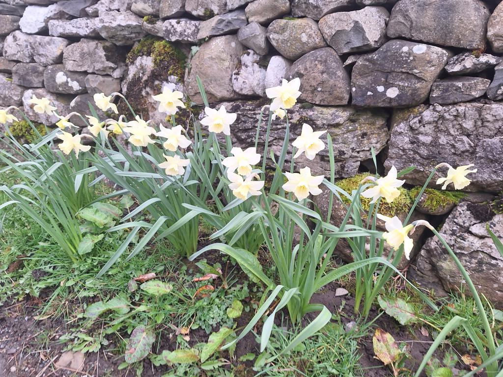 Daffodils and dry stone walls. #yorkshiredales #spring #Easter