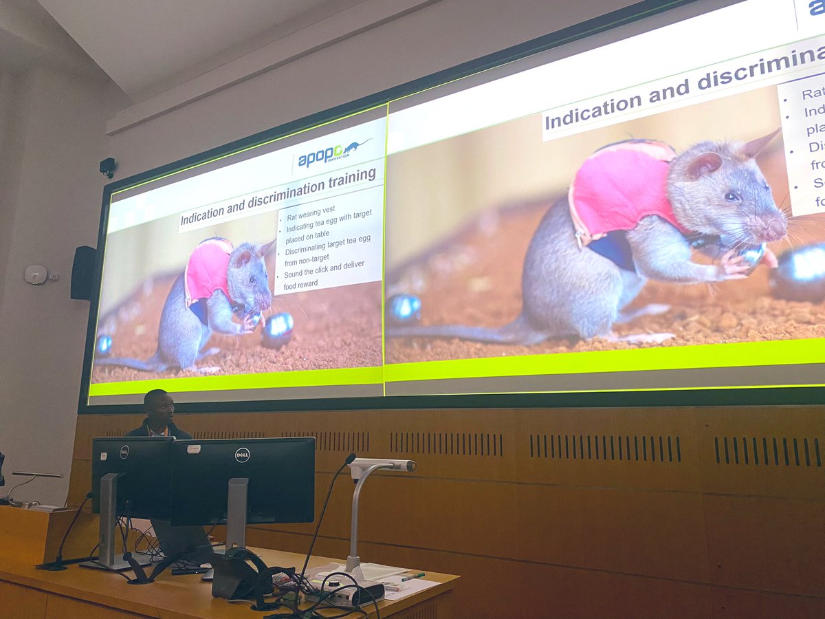 Ah Rats - it’s the last talk of SCCS! A great talk to end on, Walter Magesa talks about training giant rats to find illegally trafficked wildlife products 🐀🛎️🥑🍌