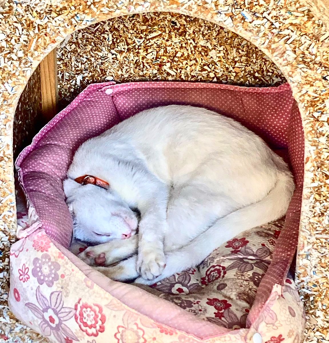 rafaelporcari's tweet image. Com esse tempo tão feio, a #preguiça da gata contagia…
Não é um clique dessa quinta-feira, mas serve,
em: wp.me/p4RTuC-LsW
.
🐈 💤 😴 🛌 #cat #gato #pet #animal #kitten