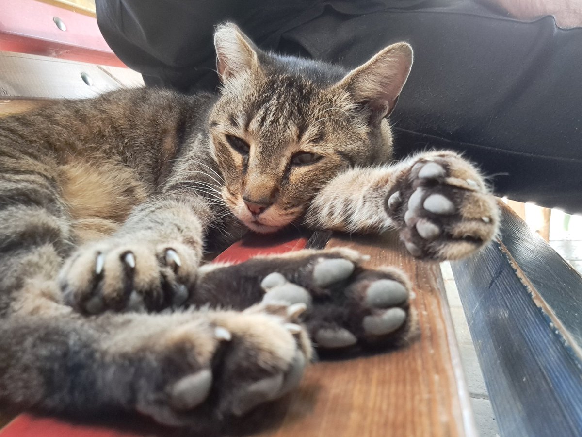 ניב 🍉 Niv (@evette1111) on Twitter photo 