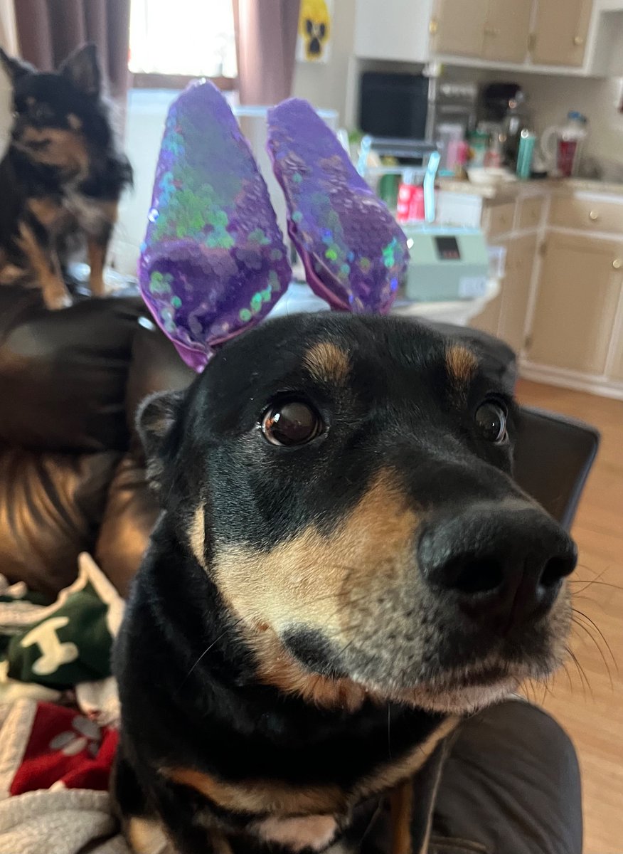 Look what momma did to Ember for Easter 😆! Ember’s not too impressed. #DogofTwitter
