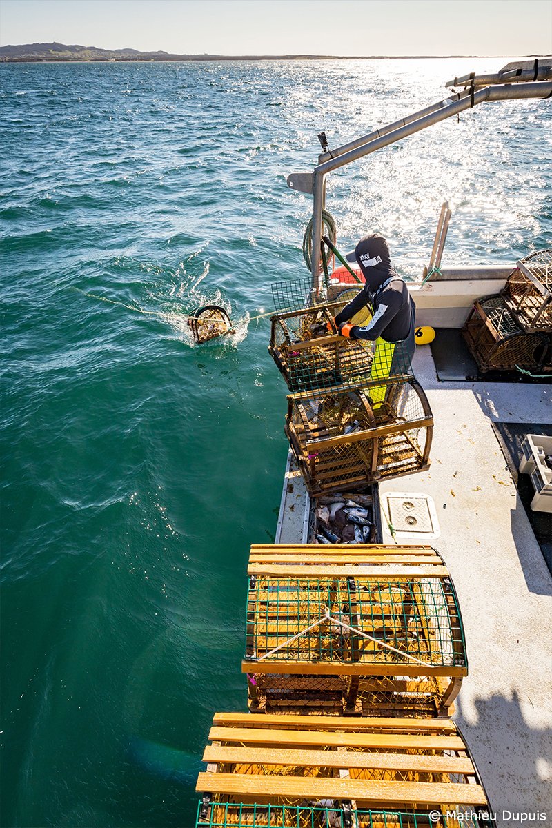 De tous les fruits de mer, le homard est sans aucun doute la vedette des Îles de la Madeleine! Dans quelques semaines, les homardiers vont procéder à la très attendue mise à l'eau des cages. Un temps fort traditionnel, cher au cœur des Madelinots!