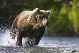 Bobby_Don_Welch's tweet photo. @petenajarian 30 mph
Maximum, Adult
Grizzly bears can run at speeds up to 30 miles per. hour. To compare, Usain Bolt was clocked at 27.8. mph during the 100 meter sprint. https://t.co/4CzuY9LNg5